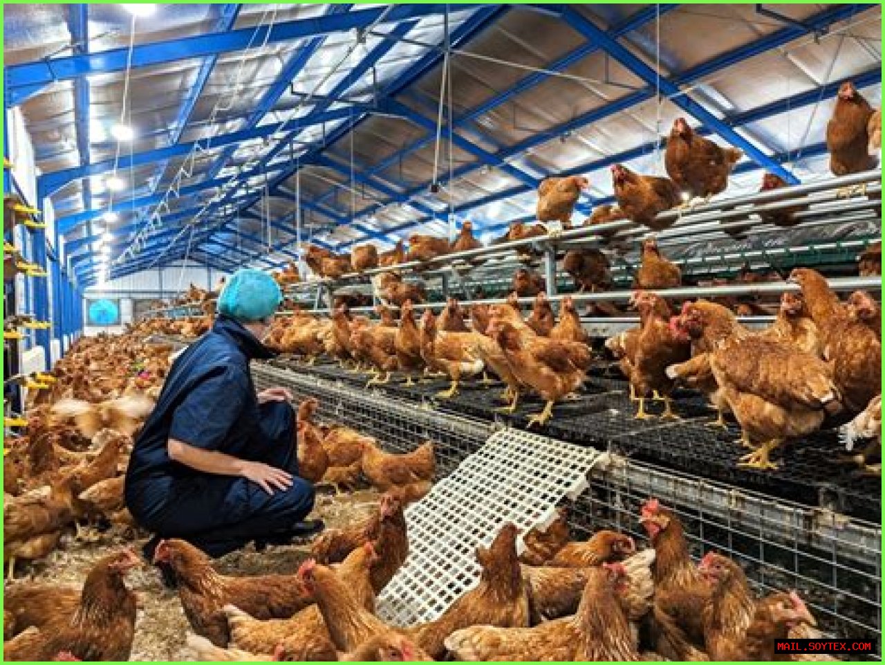 Understanding Egg2025: The Future Of Egg Production And Sustainability